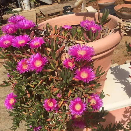 Geminianum Gemini (Apulia)